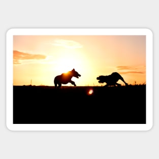 Italian Spinone Sunset Playtime Sticker